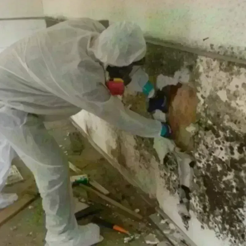 Mold Remediation and Removal in Beverly Hills, CA